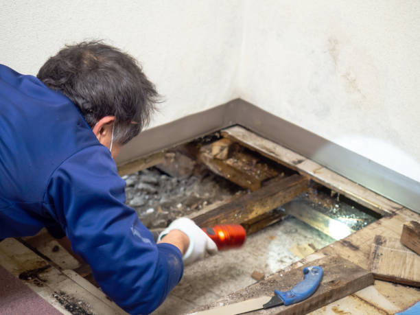 Mold Testing and Removal in Huber Heights, OH