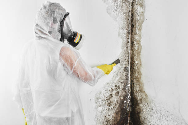 Certified Mold Removal in Huber Heights, OH