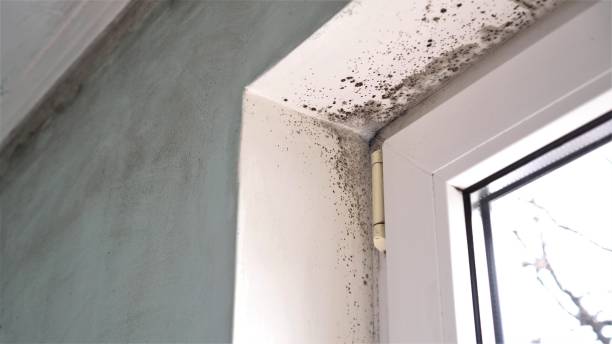 Best Office Mold Removal Services  in Huber Heights, OH