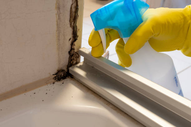 Best Mold Removal Near Me  in Huber Heights, OH