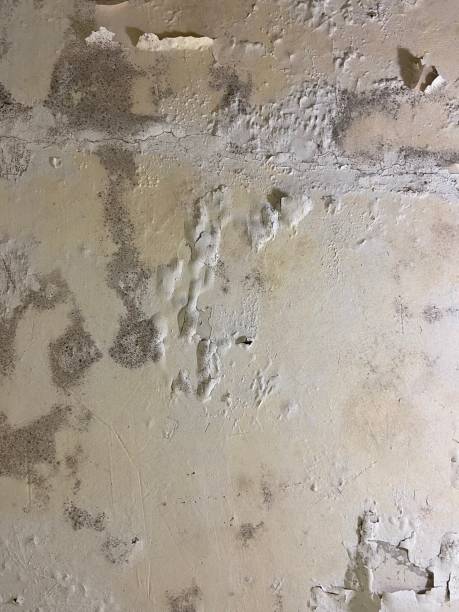 Huber Heights, OH Mold Removal Company