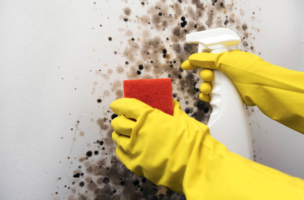 Best Best Mold Removal Companies  in Huber Heights, OH