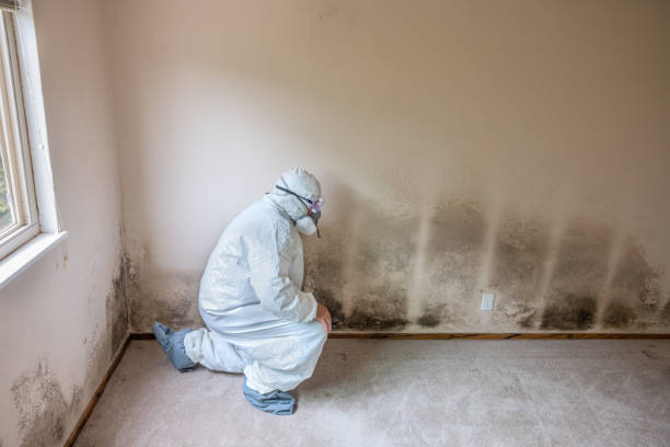 Best Emergency Mold Removal  in Huber Heights, OH