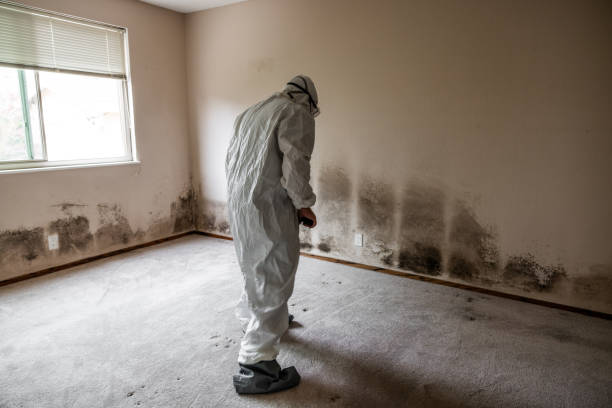 Best Local Mold Removal Service  in Huber Heights, OH