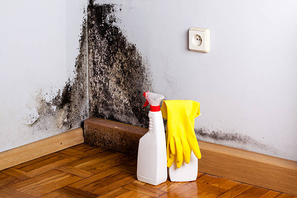 Best Toxic Mold Removal  in Huber Heights, OH